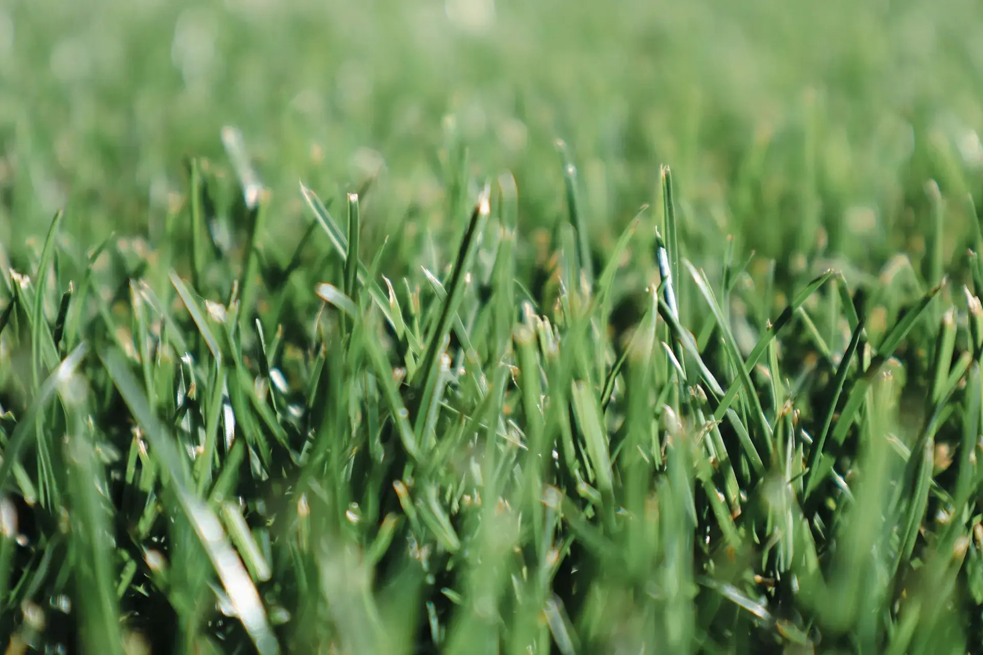 Close up shot of grass