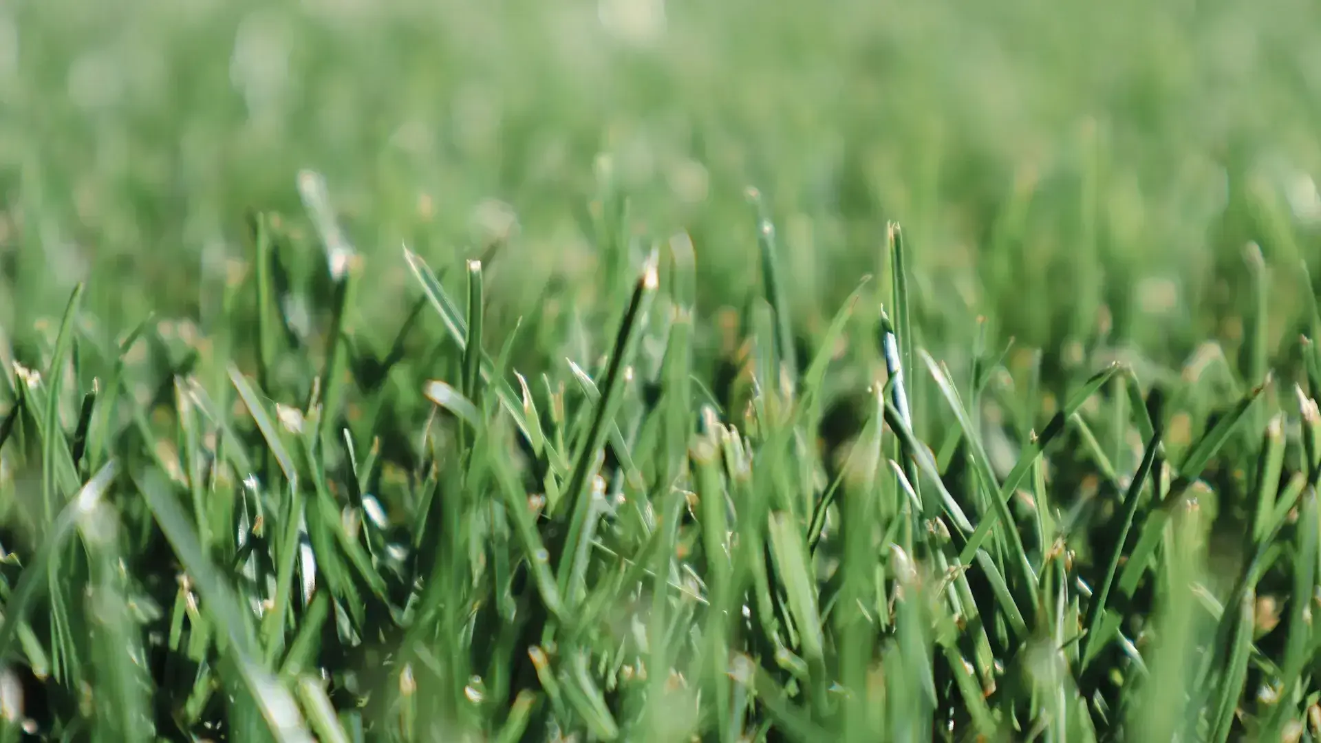 Close up shot of grass-1